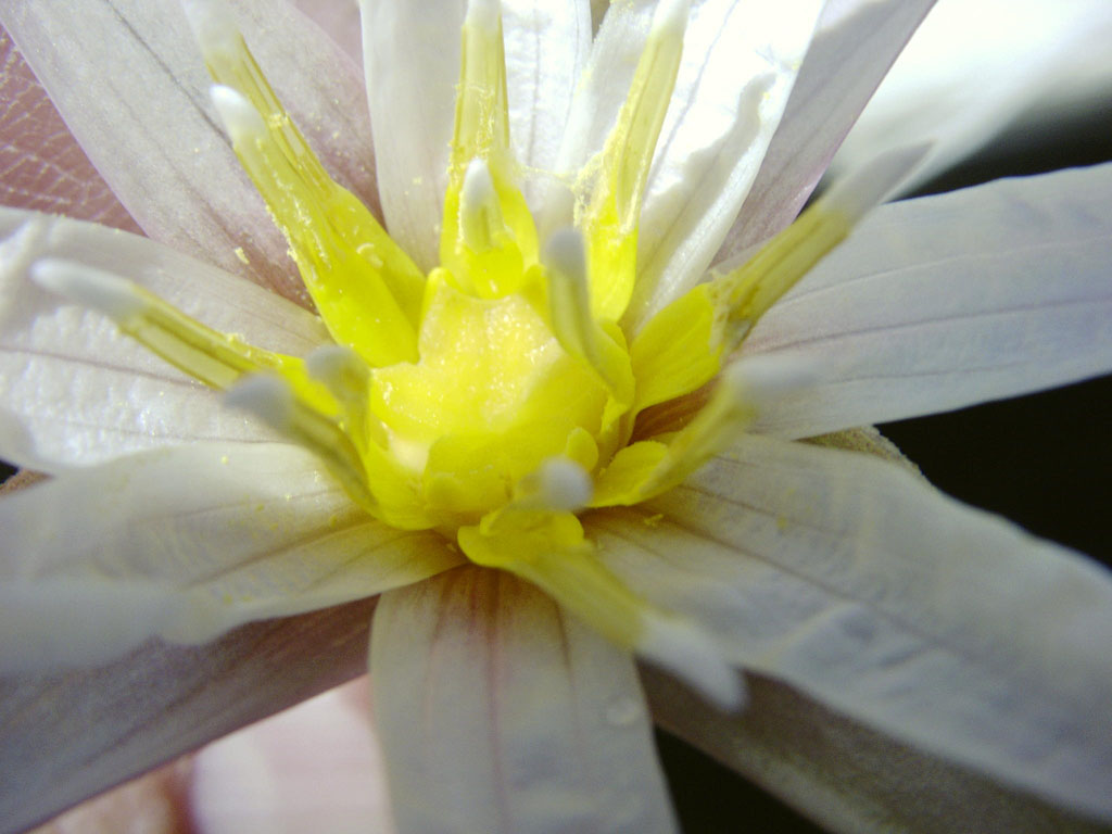 Nymphaea minuta Feb 04 05 aquarium Image014